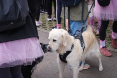 Race-for-the-Cure-ALGSO-2025-36