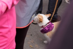 Race-for-the-Cure-ALGSO-2025-48