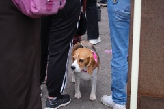 Race-for-the-Cure-ALGSO-2025-63