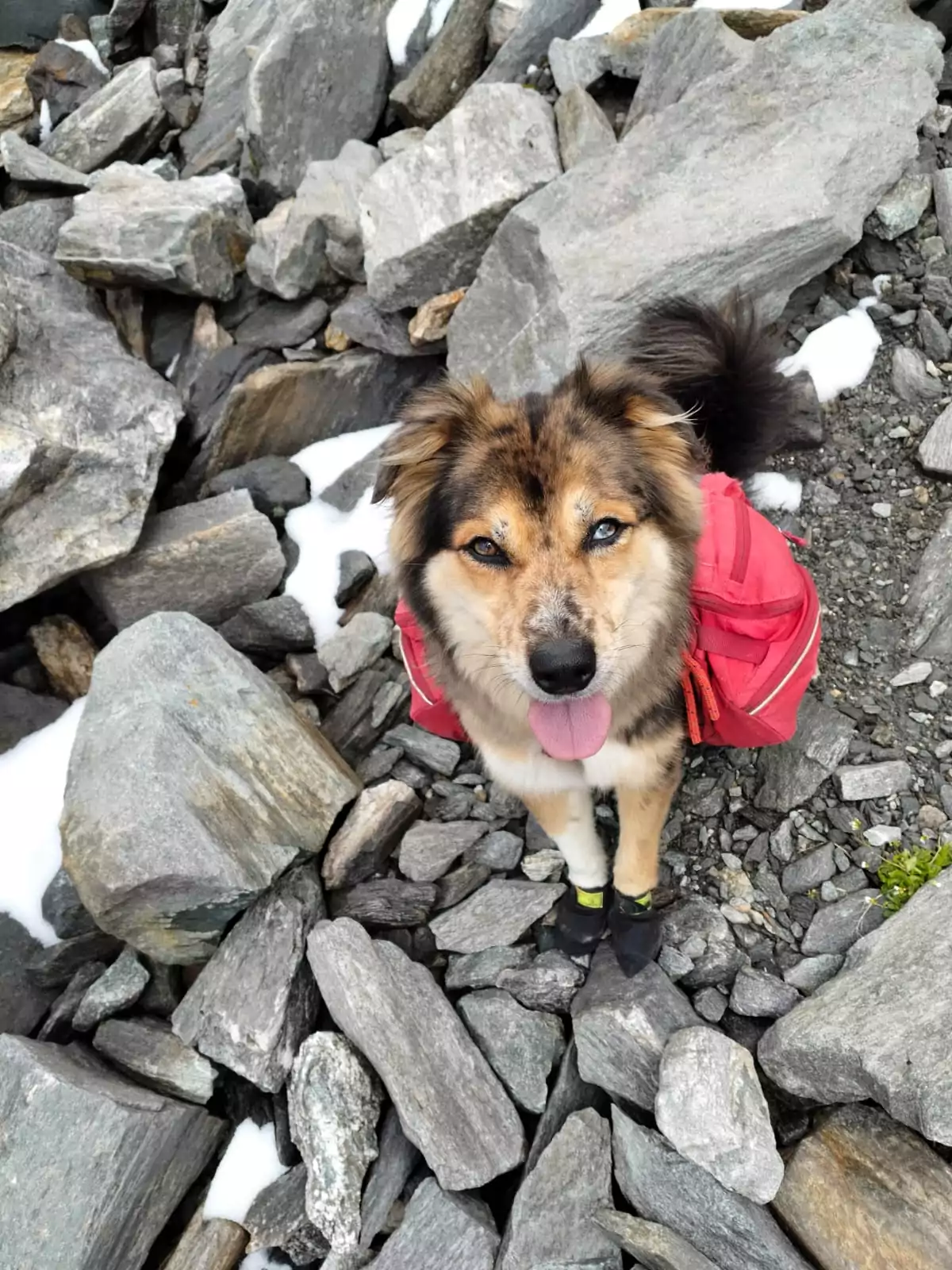 A portrait of unofficial ALGSO mascot: Daya, ALGSO coach Petz Heinen's dog